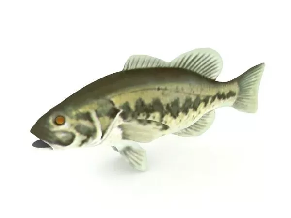 Realistic Telescope Eye Goldfish 3d model