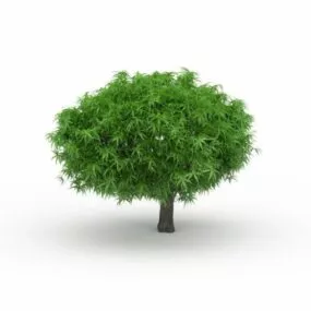 Lemon Tree 3d model