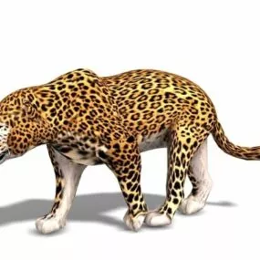 Africa Wild Leopard Animal 3d model