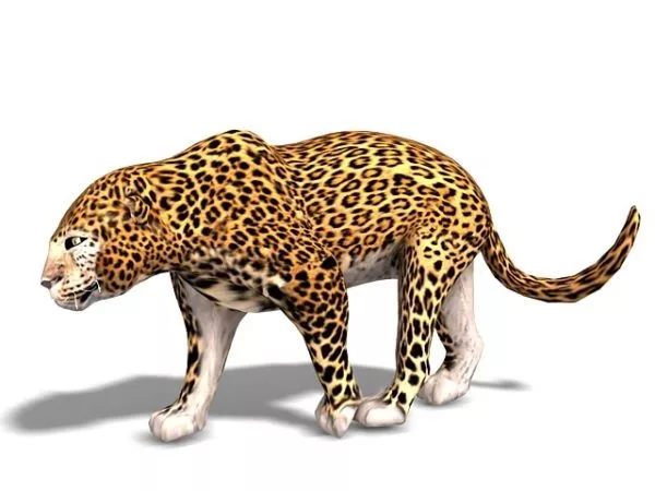 Africa Wild Leopard Animal 3d model Africa Wild Leopard Animal 3d model