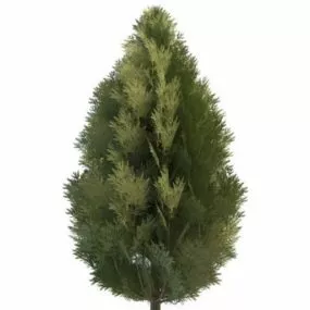 Leyland Cypress Tree 3d model