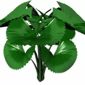 Licuala Orbicularis 3d model