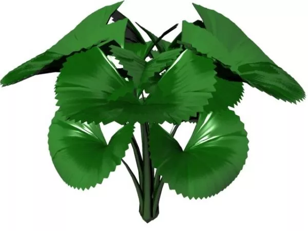 Licuala Orbicularis 3d model Licuala Orbicularis 3d model