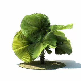 Licuala Peltata Tree 3d model