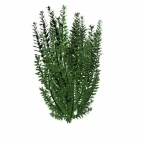 Ligustrum Ovalifolium 3d model