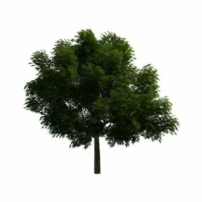 Linden Tree 3d model