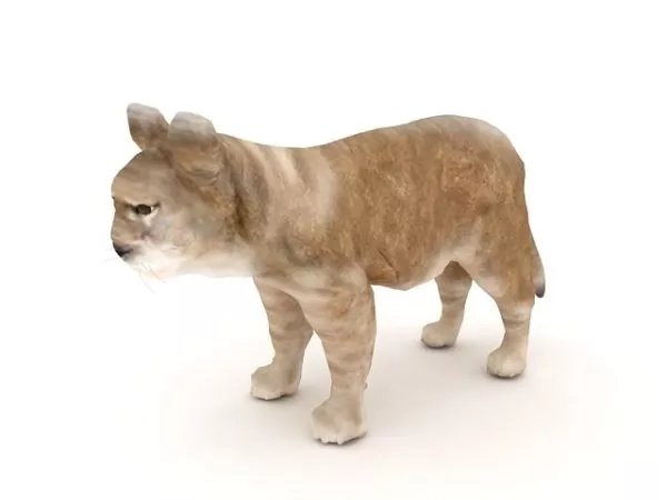 Lioness 3d model