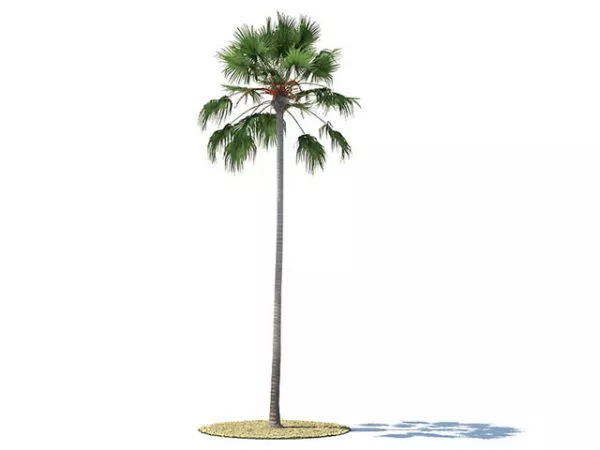 Livistona Merrillii Tree 3d model Livistona Merrillii Tree 3d model