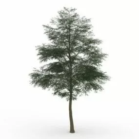 Locust Tree 3d model