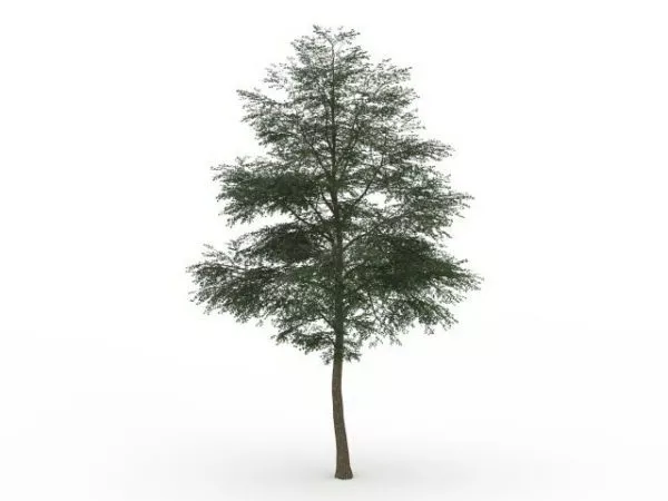 Locust Tree 3d model Locust Tree 3d model