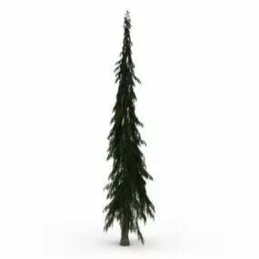 Lodgepole Pine Tree 3d model