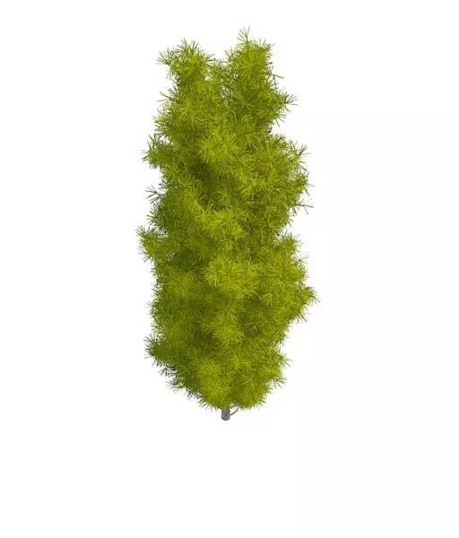 Longleaf Pine Tree 3d model Longleaf Pine Tree 3d model