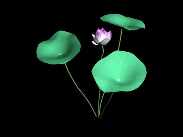 Lotus Flower 3d model Lotus Flower 3d model