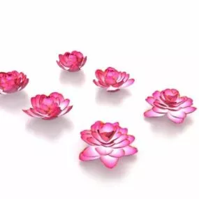 Lotus Flowers 3d model