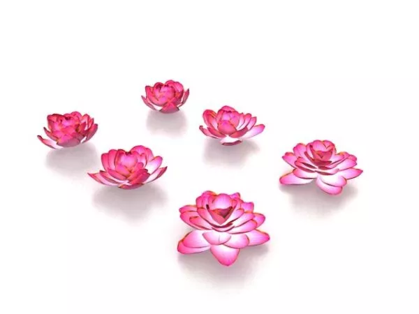 Lotus Flowers 3d model Lotus Flowers 3d model