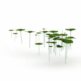 Lotus Leaves And Flowers 3d model