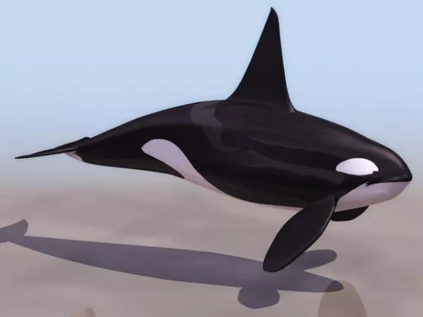 Giant Sea Humpback Whale 3d model