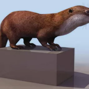 Otter 3d model