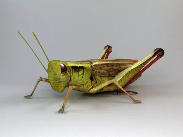 Cricket Insect Grasshopper 3d model