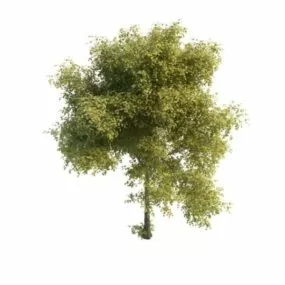 Luxuriant Tree 3d model