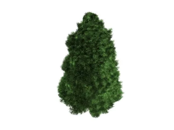 Macedonian White Pine 3d model Macedonian White Pine 3d model