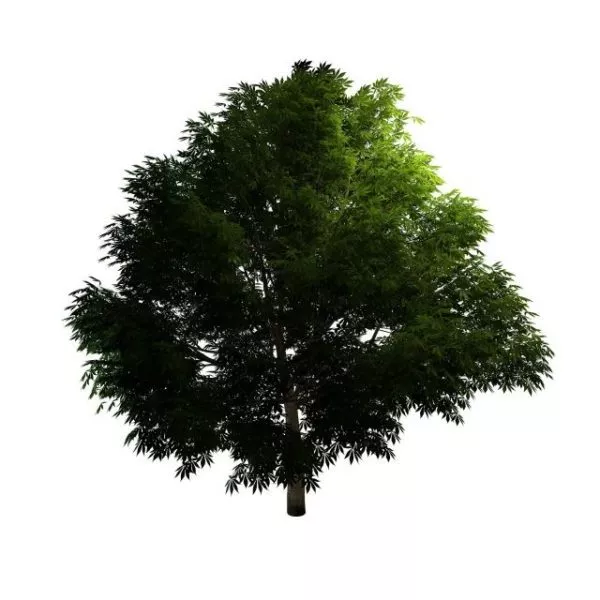 Mahogany Tree 3d model Mahogany Tree 3d model