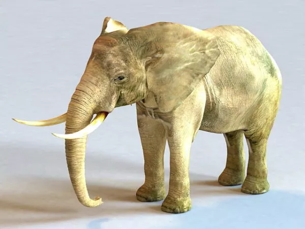 Male African Elephant 3d model Male African Elephant 3d model