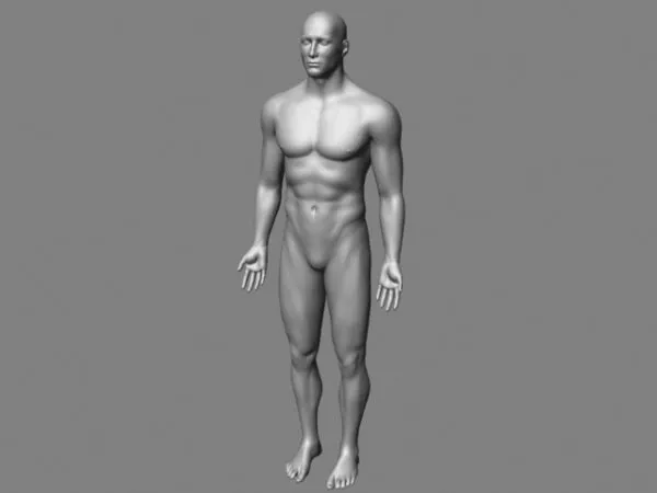 Male Body Base Mesh Character 3d model Male Body Base Mesh Character 3d model