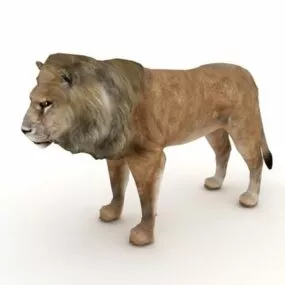 Africa Male Lion 3d model