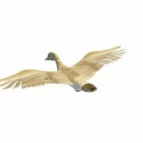 Male Mallard Duck Animal 3d model
