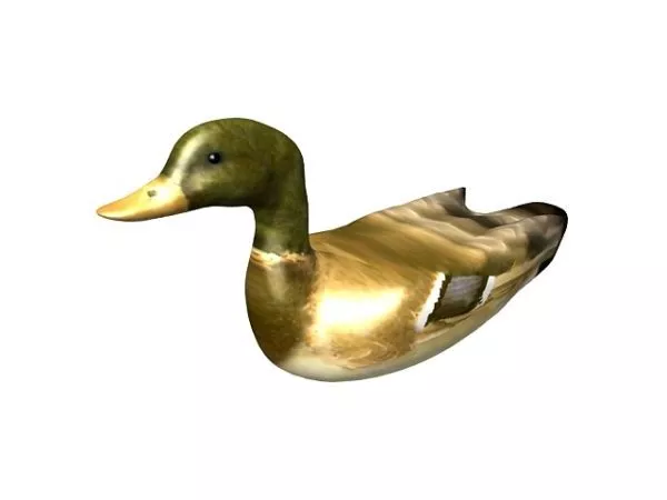 Animal Mallard Duck 3d model Animal Mallard Duck 3d model