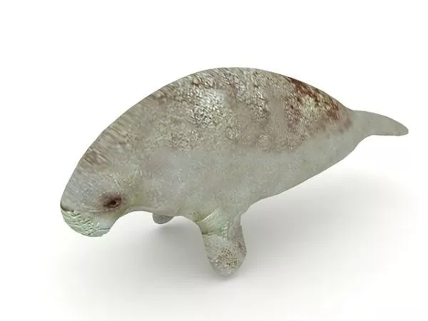 Wild Manatee Animal 3d model Wild Manatee Animal 3d model