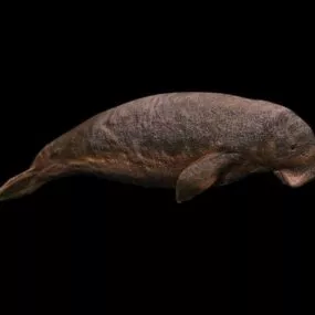 Manatee Sea Cows 3d model