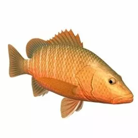 Mangrove Red Snapper Fish Animal 3d model