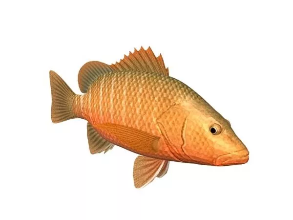 Mangrove Red Snapper Fish Animal 3d model Mangrove Red Snapper Fish Animal 3d model