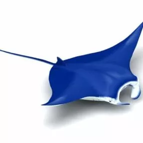 Manta Ray Sea Fish 3d model