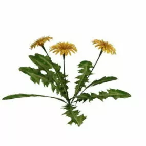 Marigold Plant 3d model