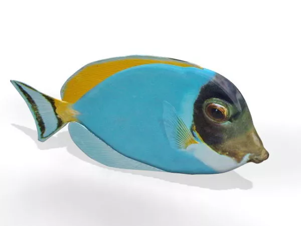 Glass Fish Aquarium 3d model