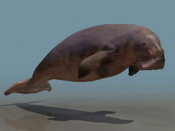Sea Marine Mammal Dugong 3d model Sea Marine Mammal Dugong 3d model