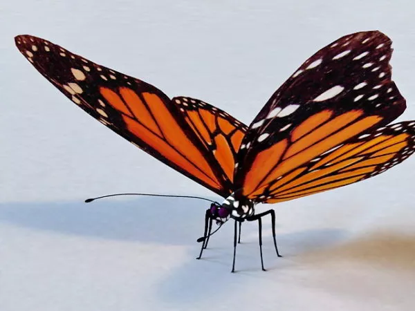 Animated Butterfly With Rig 3d model