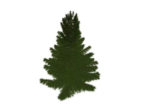 Maritime Pine Tree 3d model Maritime Pine Tree 3d model
