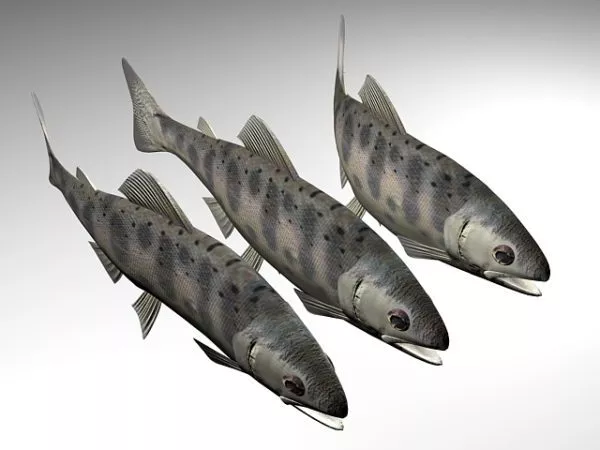 Masu Salmon Animal 3d model Masu Salmon Animal 3d model
