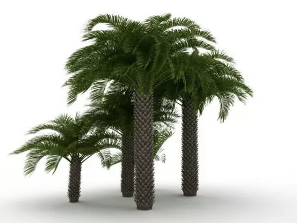 Mediterranean Fan Palm Plants 3d model Mediterranean Fan Palm Plants 3d model