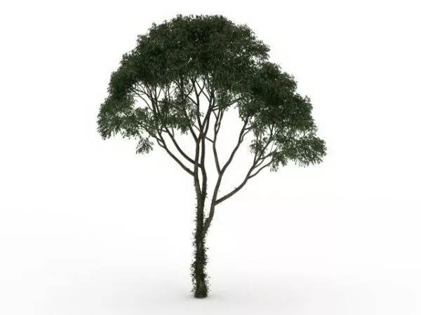 Mesquite Tree 3d model Mesquite Tree 3d model