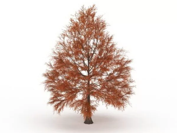 Metasequoia Dawn Redwood Tree 3d model Metasequoia Dawn Redwood Tree 3d model