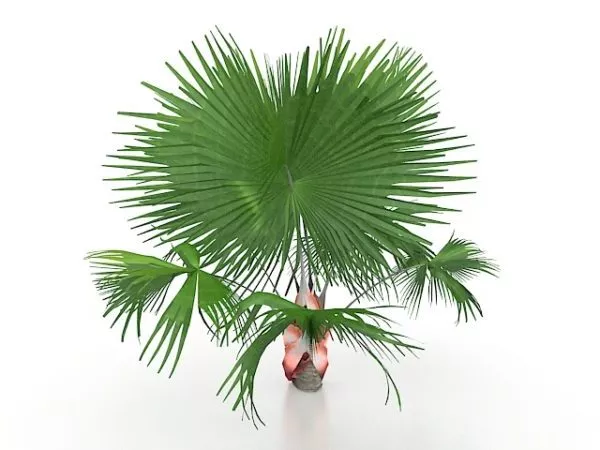 Mexican Fan Palm Tree 3d model Mexican Fan Palm Tree 3d model