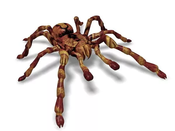 Mexican Redknee Tarantula 3d model Mexican Redknee Tarantula 3d model