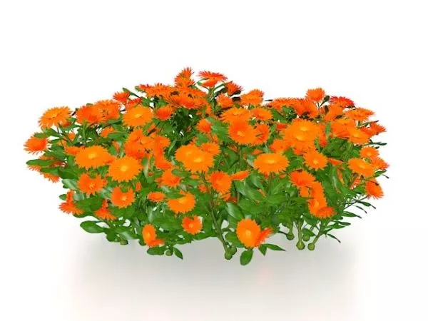 Sunflower Field Flower Plant 3d model