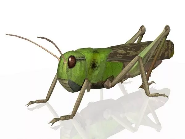 Migratory Locust 3d model