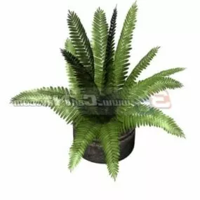 Mini Coconut Palm Miniascape 3d model